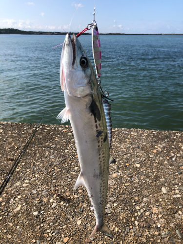 サゴシの釣果