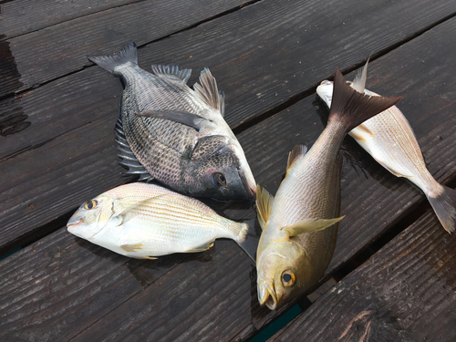 チヌの釣果