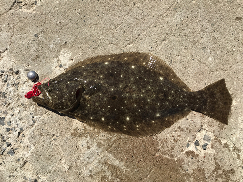 ヒラメの釣果