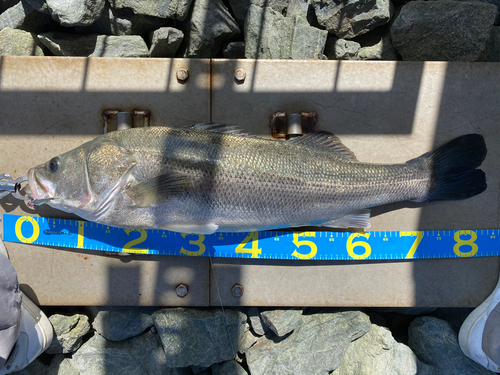 シーバスの釣果