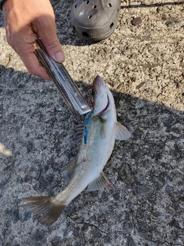 セイゴ（タイリクスズキ）の釣果