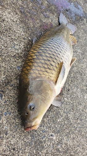 コイの釣果