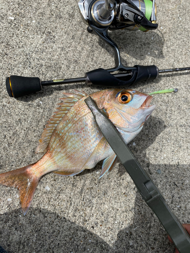 マダイの釣果