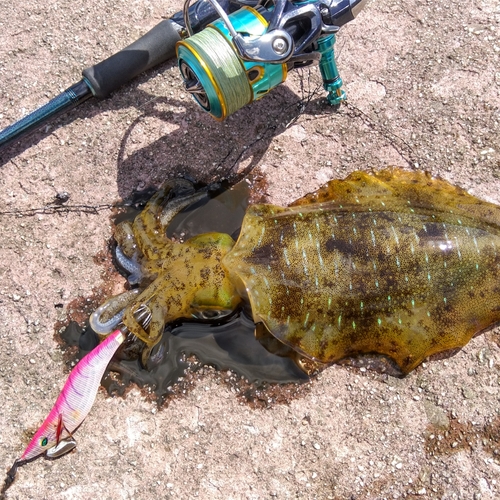 アオリイカの釣果