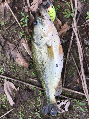 ブラックバスの釣果