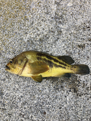 シマゾイの釣果