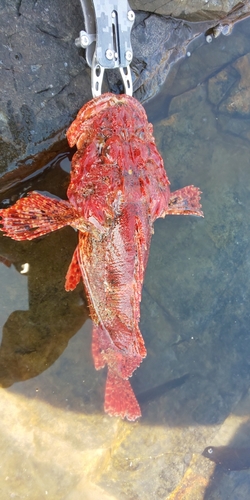 オニオコゼの釣果