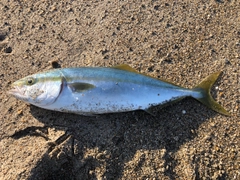 ワカシの釣果