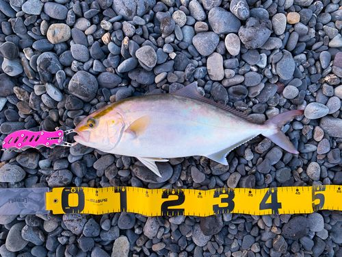 ショゴの釣果
