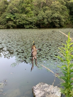 釣果