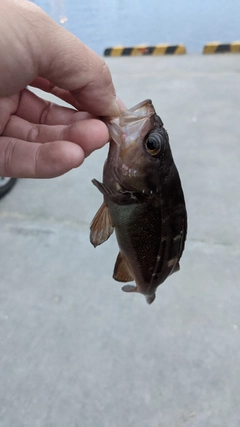 エゾメバルの釣果