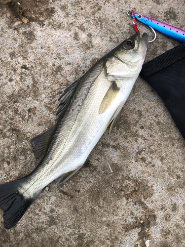 セイゴ（タイリクスズキ）の釣果