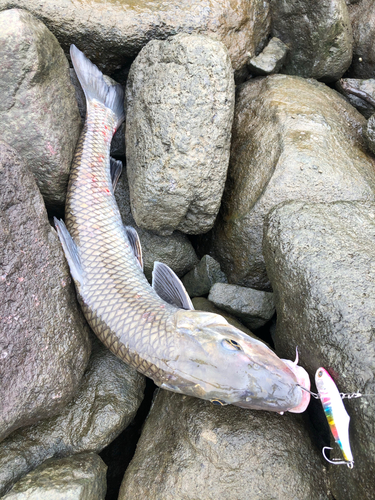 ニゴイの釣果