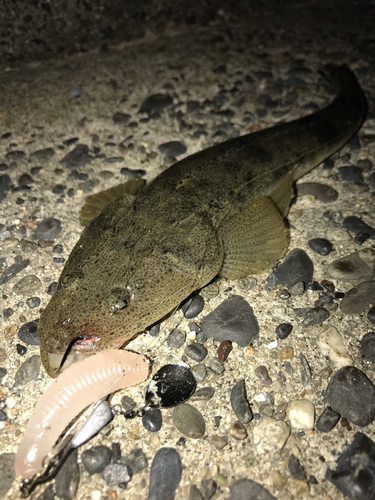 マゴチの釣果