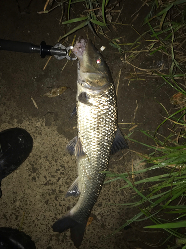 ニゴイの釣果