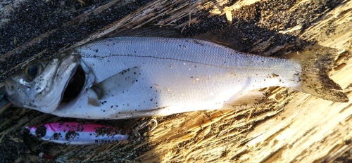 セイゴ（マルスズキ）の釣果