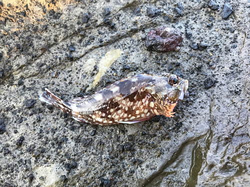 カサゴの釣果