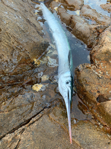 ダツの釣果