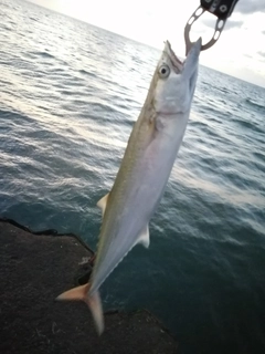 サゴシの釣果