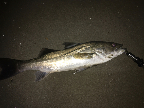 フッコ（マルスズキ）の釣果