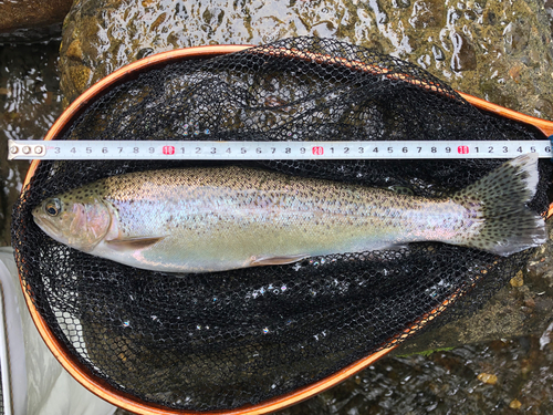 ニジマスの釣果