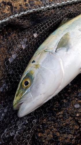 イナダの釣果