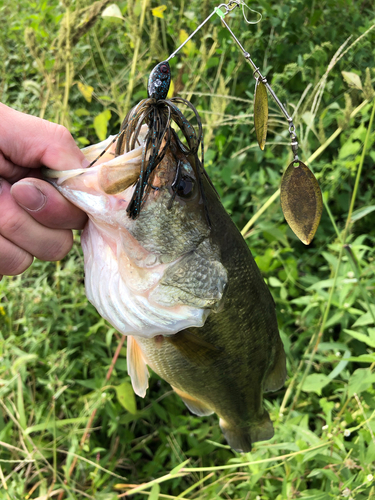 ラージマウスバスの釣果