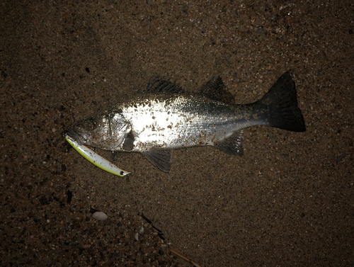 ヒラスズキの釣果