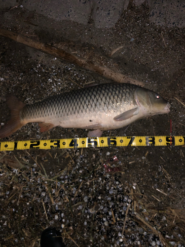 コイの釣果