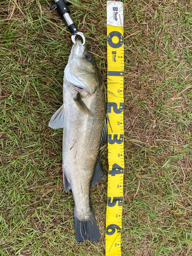 フッコ（マルスズキ）の釣果