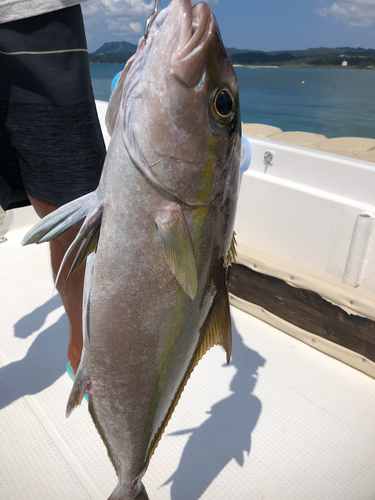 ヒレナガカンパチの釣果