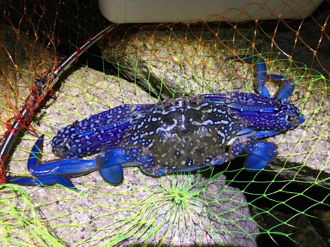 タイワンガザミ