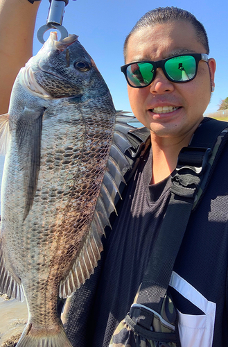 チヌの釣果