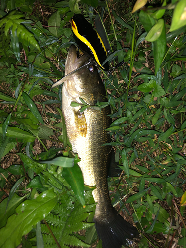 ラージマウスバスの釣果