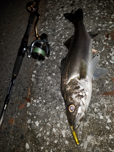 シーバスの釣果