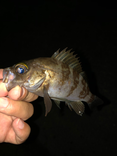 メバルの釣果