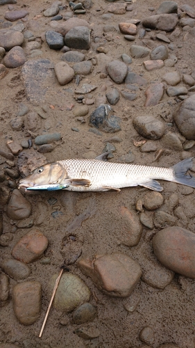 ニゴイの釣果