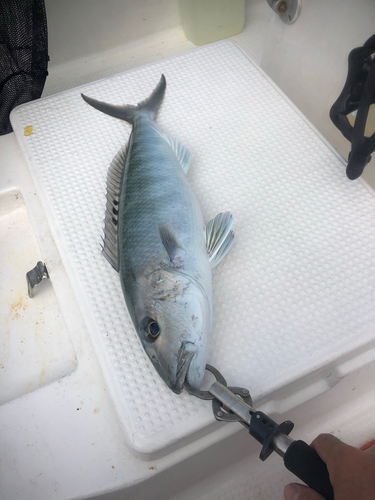 アオチビキの釣果