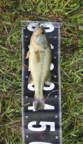 ブラックバスの釣果