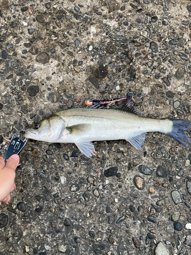 シーバスの釣果