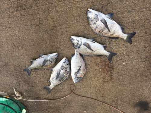 クロダイの釣果