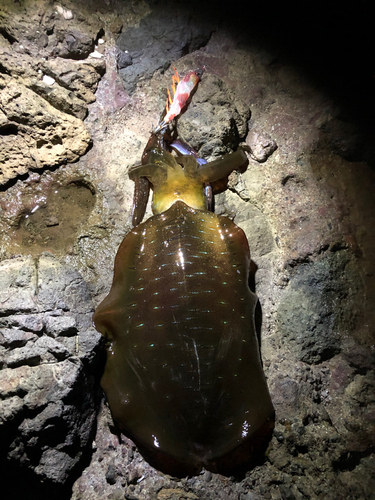 アオリイカの釣果