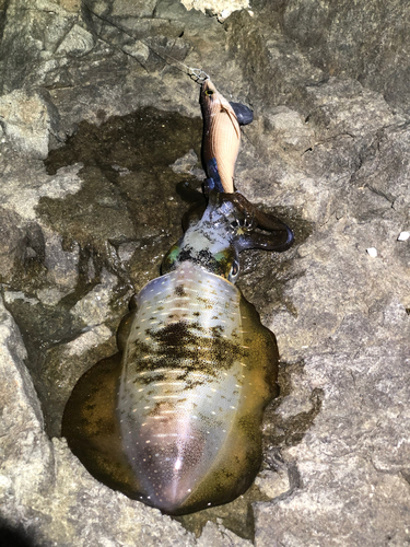 アオリイカの釣果