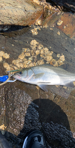 ヒラスズキの釣果