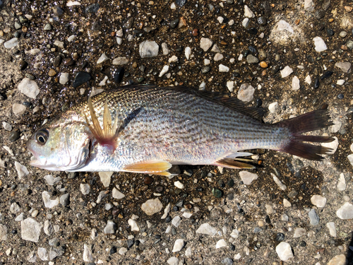 イシモチの釣果