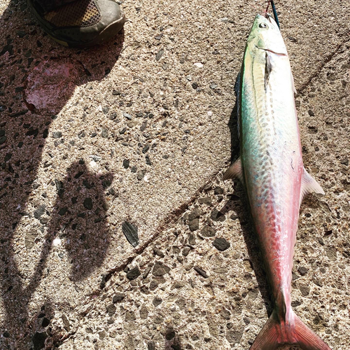 サゴシの釣果