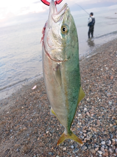 ハマチの釣果