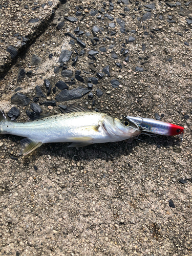 セイゴ（タイリクスズキ）の釣果