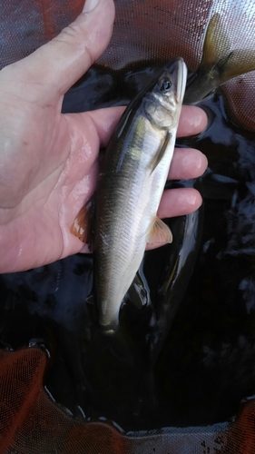 アユの釣果