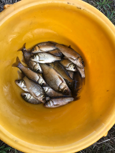 マブナの釣果